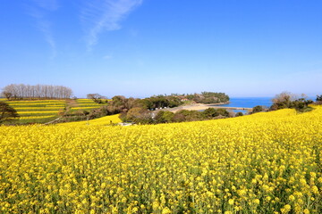 海辺の菜の花畑