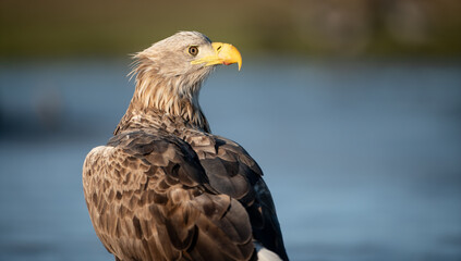 Adult white-tailed eagle (Haliaeetus albicilla) in winter on a frozen lake