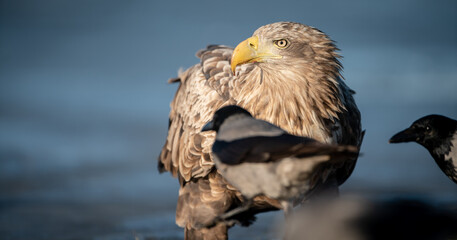 Adult white-tailed eagle (Haliaeetus albicilla) in winter on a frozen lake with crows
