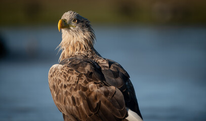 Adult white-tailed eagle (Haliaeetus albicilla) in winter on a frozen lake