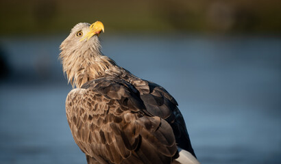 Adult white-tailed eagle (Haliaeetus albicilla) in winter on a frozen lake