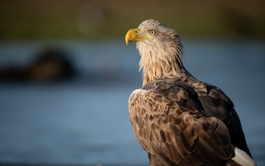 Adult white-tailed eagle (Haliaeetus albicilla) in winter on a frozen lake