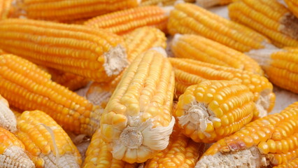 pile of corn