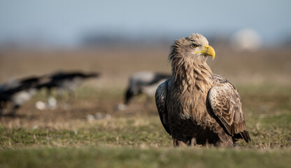 Adult white-tailed eagle (Haliaeetus albicilla) in winter