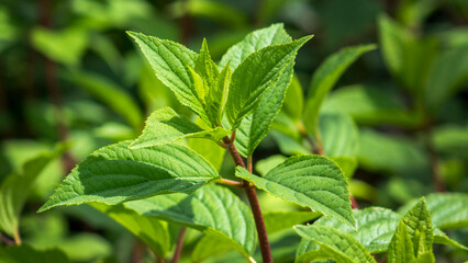 Flowers and plants. Nursery.