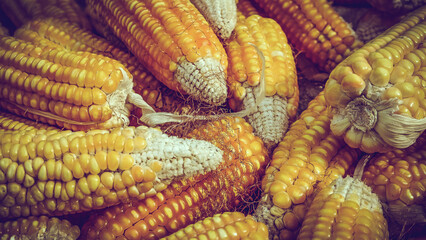 pile of corn