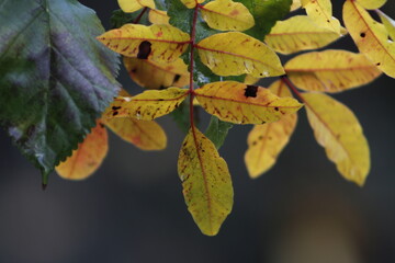 

Dry leaves on branch in autumn. Close up. Yellow and green leaves texture and blurred background.