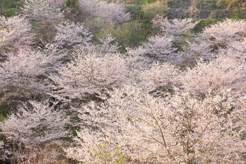 全盛期の桜
