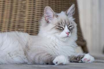 Young Neva masquerade kitten, domestic cat.