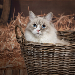 Fototapeta na wymiar Young Neva masquerade kitten, domestic cat.