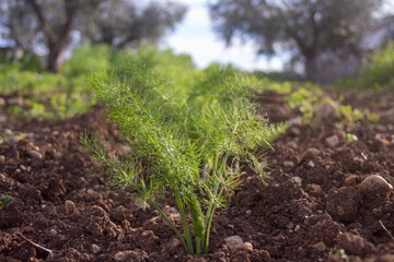 furrow with fennel plants. Cultivation and harvesting of fennel in the garden