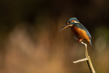 Female Common Kingfisher perched on a branch with autumnal coloured background.  