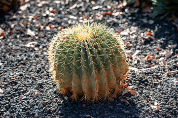 Cultivated cactus on desert land. Ferocactus echidne,  barrel cactus, Sonora barrel, Coville's barrel cactus, Emory's barrel cactus, and traveler's friend. Tenerife, canary islands.