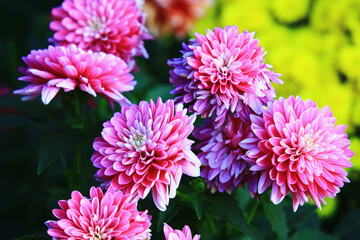 colorful Dahlia flowers close-up,beautiful pink with white flowers blooming in the garden 