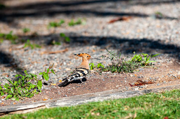 Hoopoe, Upupa epops. Steppe hoopoe bird walking in the field. African Hoopoe, Upupa epops on desert land, Gran Canaria.