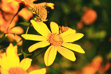colorful Mexican Sunflowers close-up,beautiful yellow flowers blooming in the garden in autumn