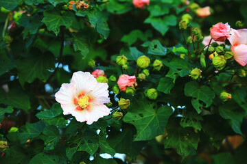 colorful Mountain Rose-mallow(Taiwan Hibiscus) flowers,beautiful white with yellow flowers blooming in the garden