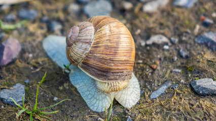 Snail.