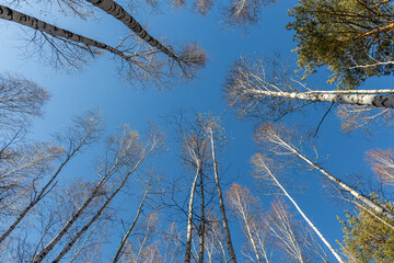 Group of white birches with yellow fall leaves and green pine trees are on a blue sky background in a park in autumn