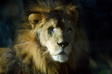 ライオン