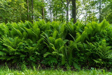 Russia. Peterhof. June 14, 2021. Sprawling fern bushes in Alexandria Park.