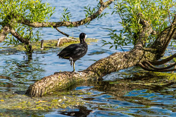 Russia. Peterhof. June 14, 2021. A coot cleans feathers standing on a tree trunk submerged in water.