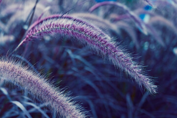 Beautiful purple-white field of fountain grasses or Pennisetum Advena Rubrum