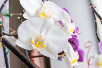 white orchid flowers in front, in the distance purple flowers of purple Phalaenopsis , selective focus