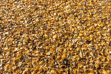 Beautiful texture of dry brown and yellow fall leaves is in the park