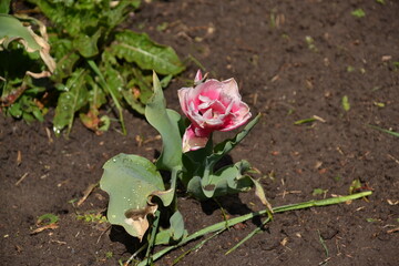 summer season of tulips. Beautiful pink tulip blooming in the garden with vada drops