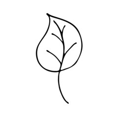 Leaves in the style of doodles. Vector design elements of a black line drawn by hand. Leaves of various plants, flowers and trees. Vector illustration.