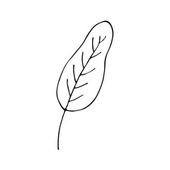 Leaves in the style of doodles. Vector design elements of a black line drawn by hand. Leaves of various plants, flowers and trees. Vector illustration.