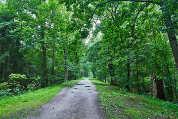Landscape picture of  old sand road or pathway in the deep oak forest in southern bohemia region in...