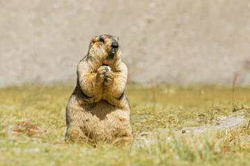 Himalayan marmot -Marmota himalayana, standing and eating in open field , ladakh wildlife, Jammu and Kashmir, India