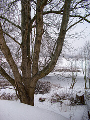 Die zugefrorene Bille mit Schilf und Schnee hinter einem Baum in Hamburg Reitbrook 