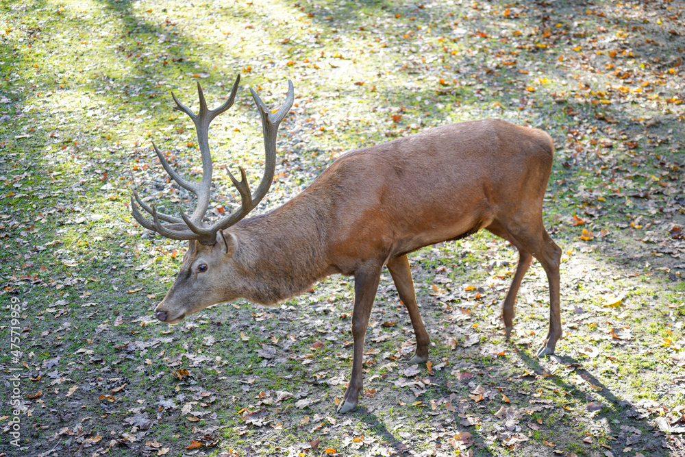 Poster Closeup shot of a Red deer