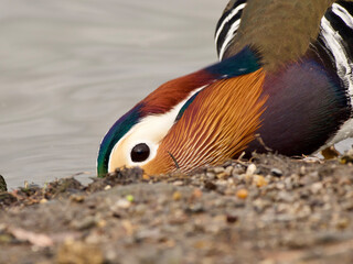 mandarin duck male