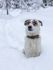 Snowflakes lie on the muzzle of a beautiful dog.