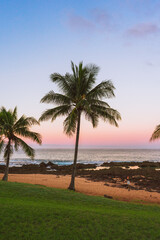 Obraz na płótnie Canvas Palm Tree in Hawaii