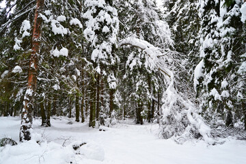 Beautiful snow-white snow-covered winter forest in Russia