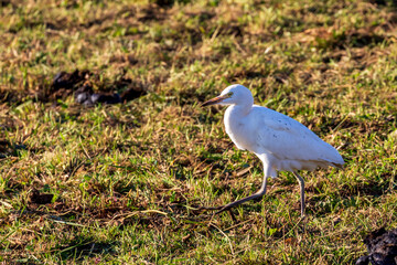 A cattle egret in a field in a winter afternoon.
