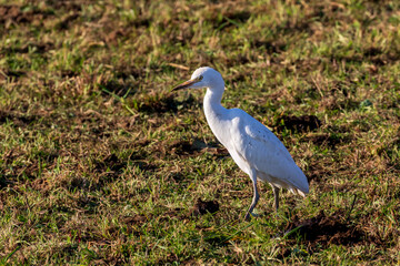 Fototapeta premium A cattle egret in a field in a winter afternoon.
