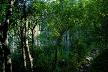Naklejka premium forest in the forest