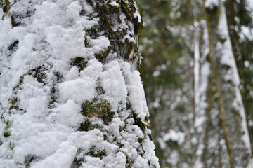 Green moss on the bark of a tree under the snow.