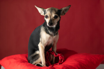 pet smiling, portrait of a small terrier dog on a red background