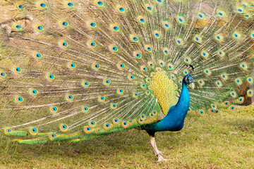 View of the Indian peafowl (Pavo cristatus) with open tail standing on the gras