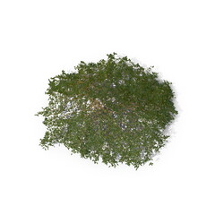3D illustration of a realistic Ivy plant