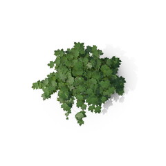 Obraz premium 3D illustration of a realistic Ivy plant