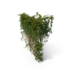 3D illustration of a realistic Ivy plant