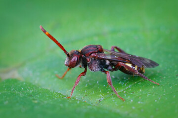 Closeup of a colorful red female cuckoo Panzer's nomad bee Nomada panzeri